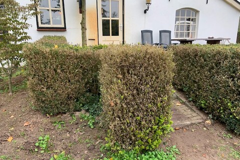 Vervanging Buxus