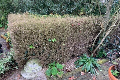 Vervanging Buxus